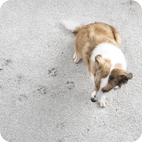 Carpet dirt | Yates Flooring